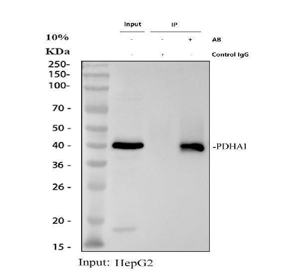 a01906 4 pdh e1 alpha pdha1 primary antibodies ip testing 1