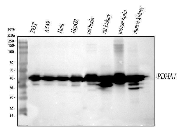 a01906 4 pdh e1 alpha pdha1 primary antibodies wb testing 1