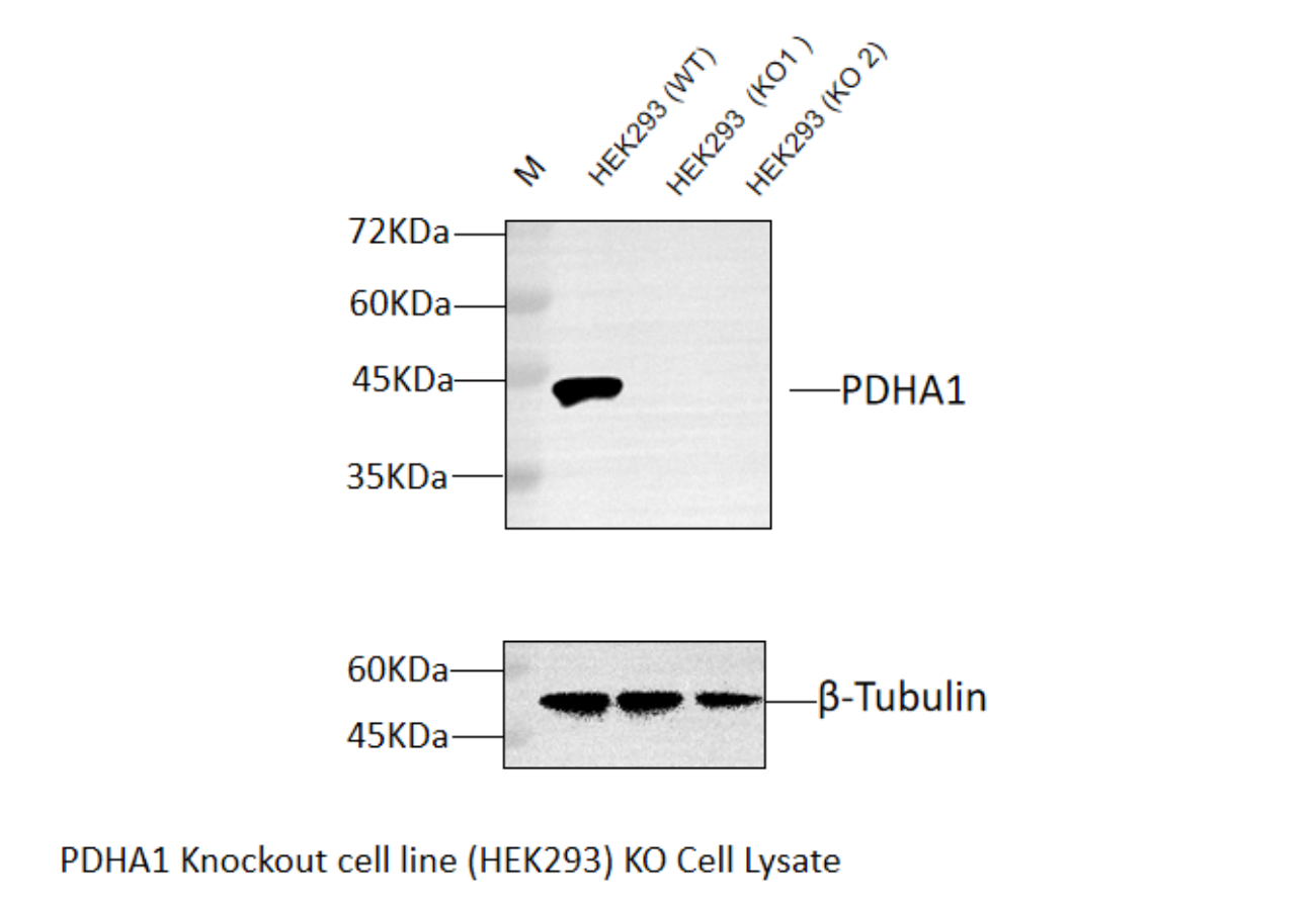 a01906 4 pdh e1 alpha pdha1 primary antibodies wb testing 2