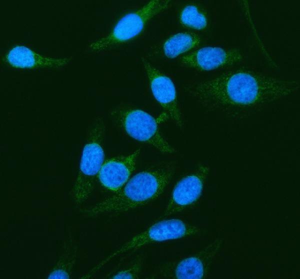 a01906 4 pdha1 primary antibodies if testing 1