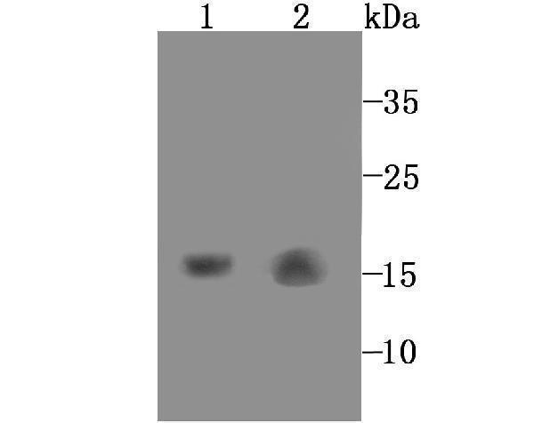 Western blot analysis of GABARAP on mouse kidney (1) and rat liver (2) tissue lysate using anti-GABARAP antibody at 1/1,000 dilution