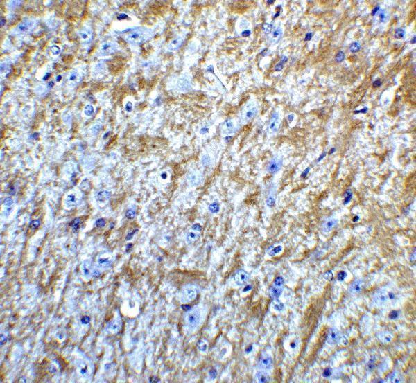 Immunohistochemistry of GABARAP in mouse brain tissue with GABARAP Antibody at 5 μg/mL