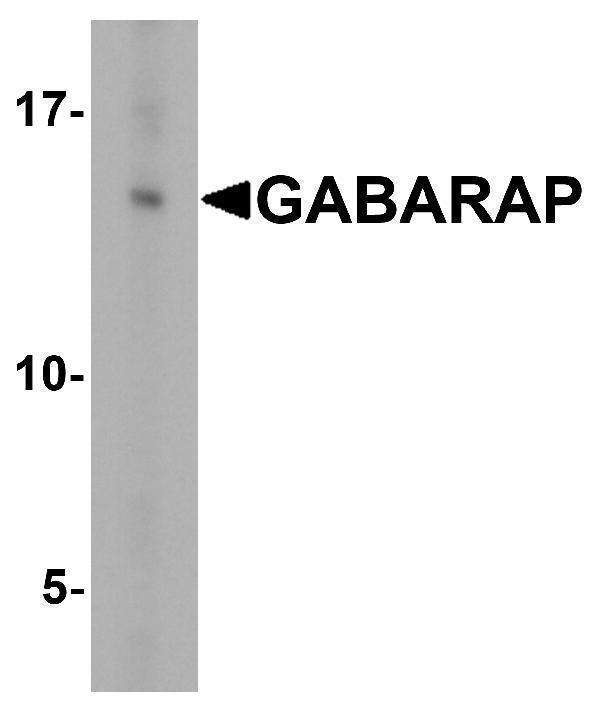 Western blot analysis of GABARAP in HeLa cell lysate with GABARAP antibody at 1 μg/ml