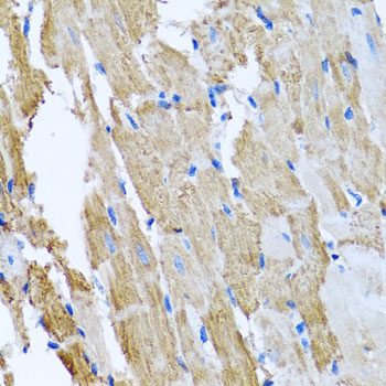 a01908 ccm2 primary antiboties ihc testing 3