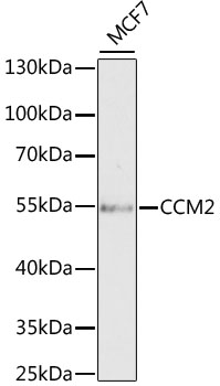a01908 ccm2 primary antiboties wb testing 1
