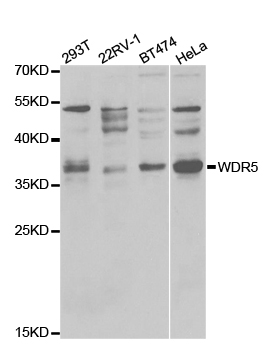 Western blot (WB) analysis of WDR5 polyclonal antibody