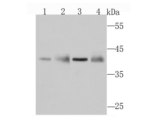 Western blot analysis of WDR5 on different cell lysates using anti-WDR5 antibody at 1/1,000 dilution