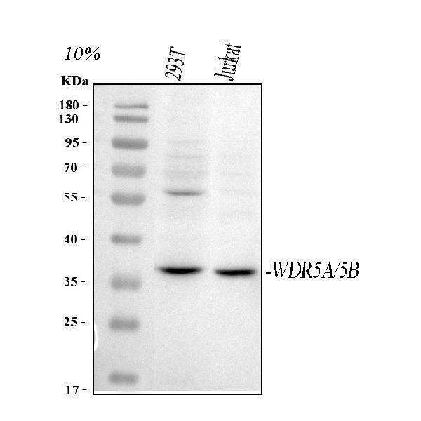  Western blot analysis of WDR5 using anti-WDR5 antibody (A01910-3)