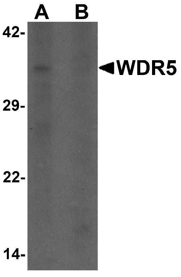 a01910 wdr5 primary antibodies wb testing 1
