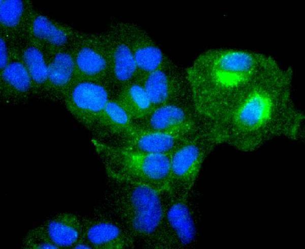 ICC staining Integrin alpha 5 in Hela cells (green)