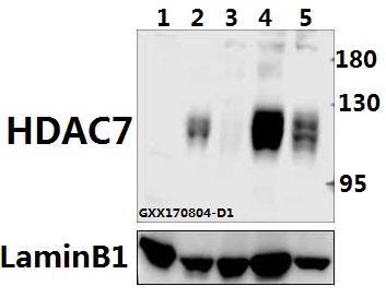 a01913 1 hdac7 primary antiboties wb testing 1