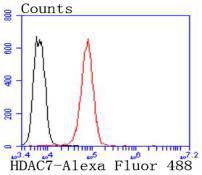 Flow cytometric analysis of K562 cells with HDAC7 antibody at 1/50 dilution (red) compared with an unlabelled control (cells without incubation with primary antibody; black)
