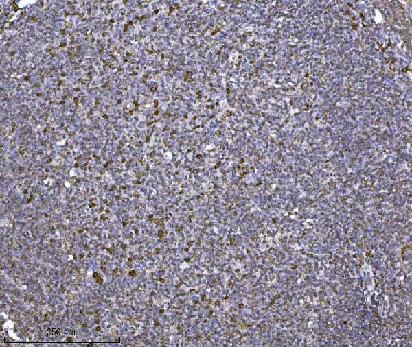 a01915 atxn2 primary antibodies ihc testing 4