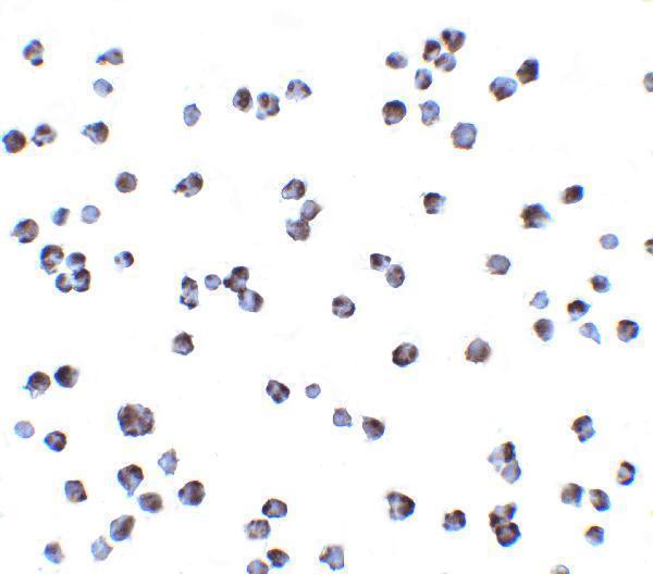 a01918 chuk primary antibodies icc testing 5