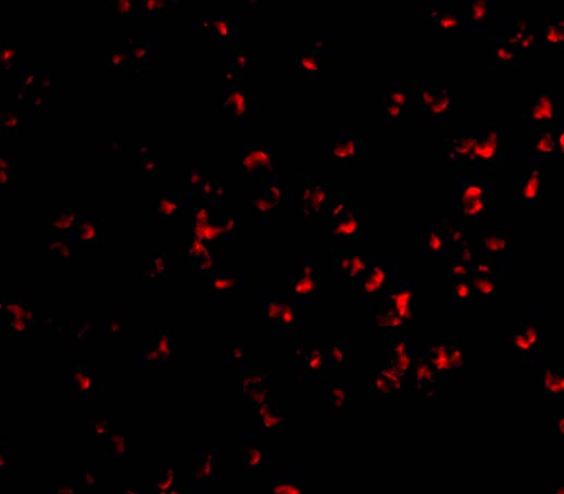 Immunofluorescence of IKK alpha in Jurkat cells with IKK alpha antibody at 10 μg/mL