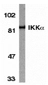 Western blot analysis of IKK alpha in HeLa whole cell lysate with IKK alpha antibody at 1:1000 dilution