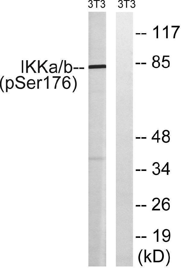 Western blot analysis of lysates from NIH/3T3 cells treated with TNF 20ng/ml 30