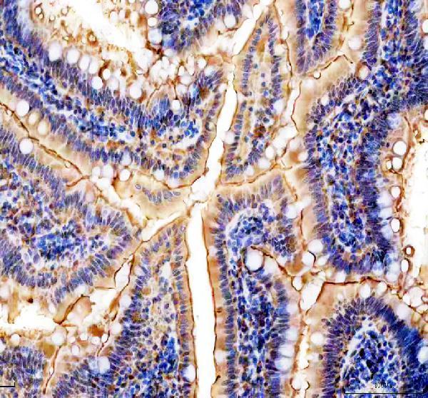 a01919 1 nmu primary antibodies ihc testing 2