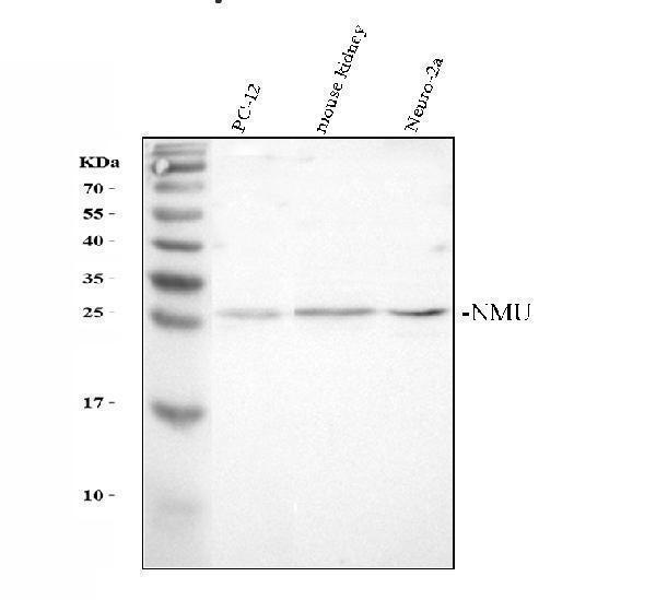 a01919 1 nmu primary antibodies wb testing 1