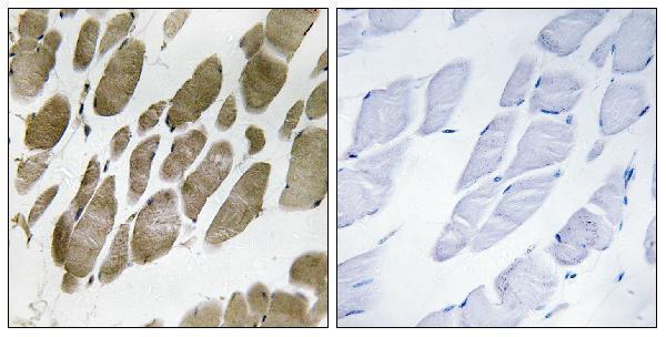 a01919 nmu primary antibodies ihc testing 1