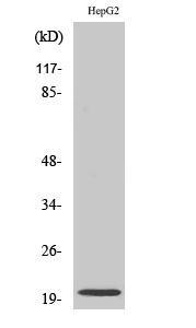 a01919 nmu primary antibodies wb testing 2