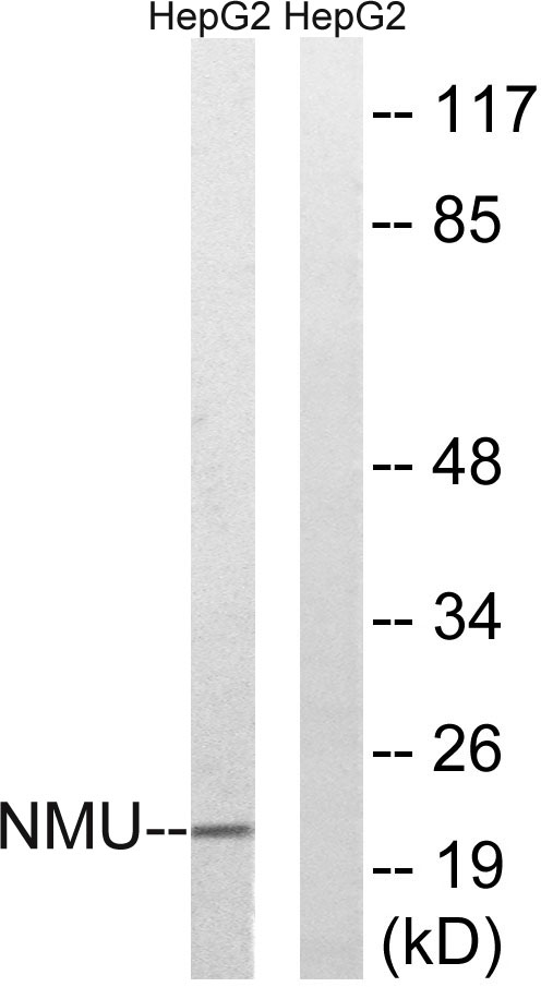 a01919 nmu primary antibodies wb testing 3