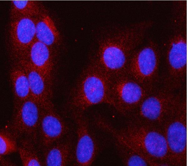 a01921 1 lap3 primary antibodies if testing 4