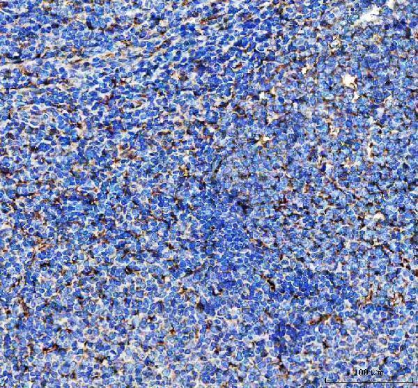  IHC analysis of LAP3 using anti-LAP3 antibody (A01921-1)
