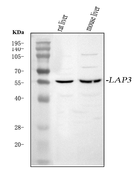  Western blot analysis of LAP3 using anti-LAP3 antibody (A01921-1)