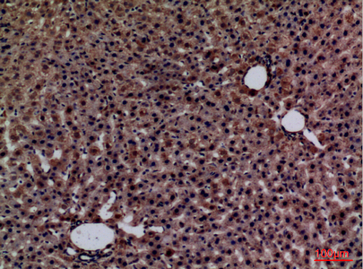 Immunohistochemical analysis of paraffin-embedded rat-liver, antibody was diluted at 1:100