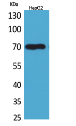 Western Blot analysis of HepG2 cells using Glypican-3 Polyclonal Antibody