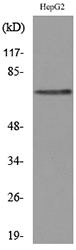 Western blot analysis of lysate from HepG2 cells, using GPC3 Antibody