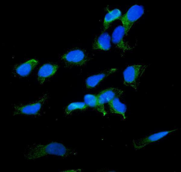  IF analysis of RDX using anti-RDX antibody (A01926-1)