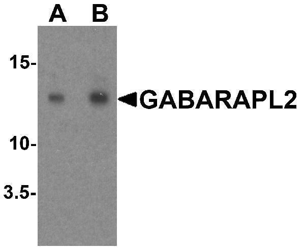 a01927 1 gabarapl2 primary antibodies wb testing 1