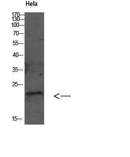 a01927 gabarapl2 primary antibodies wb testing 1