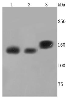 a01930 smc3 primary antiboties wb testing 1