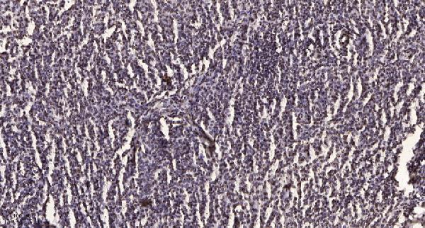 a01930s1083 1 smc3 primary antibodies ihc testing 1