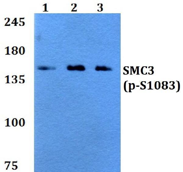 a01930s1083 smc3 primary antiboties wb testing 1