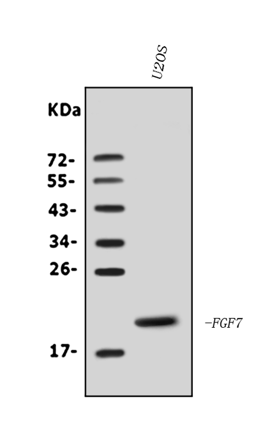  Western blot analysis of KGF/FGF7 using anti-KGF/FGF7 antibody (A01931-1)