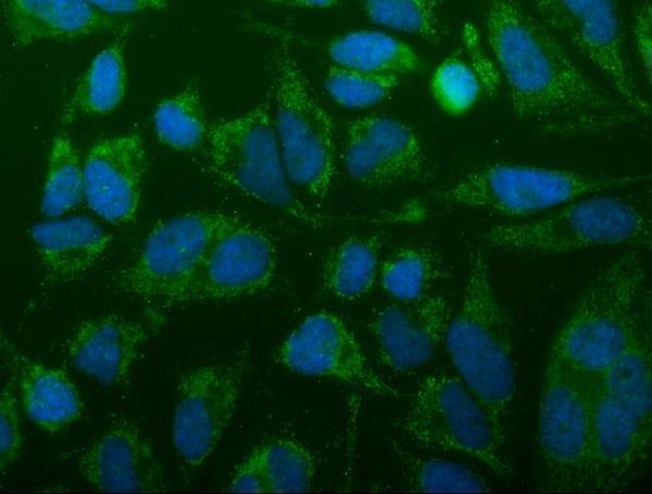 a01932 2 fis1 primary antibodies fc testing 5
