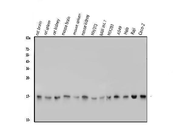 a01932 2 fis1 primary antibodies wb testing 1