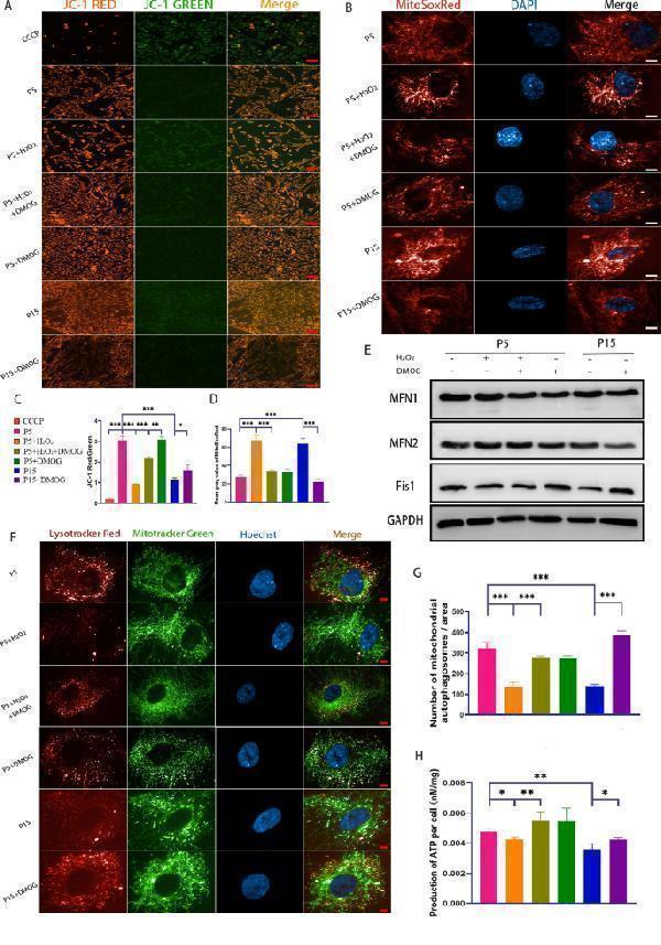 DMOG treatment ameliorates mitochondrial dysfunction and enhances mitophagy and ATP production in aged MSCs