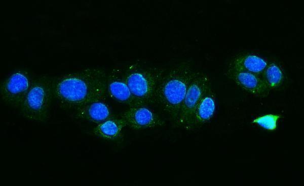 a01932 3 fis1 primary antibodies if testing 8