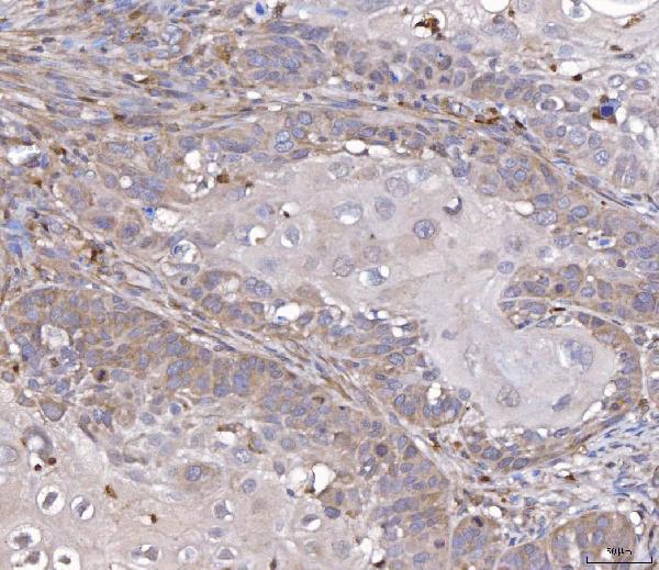 a01932 3 fis1 primary antibodies ihc testing 3