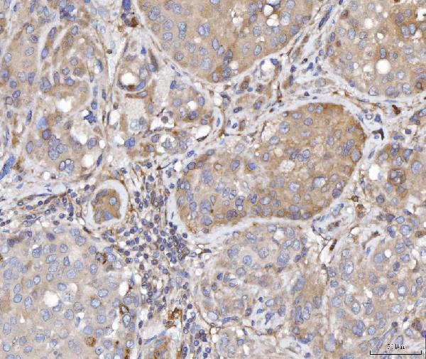 a01932 3 fis1 primary antibodies ihc testing 4