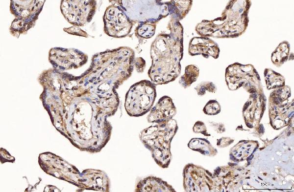 a01932 3 fis1 primary antibodies ihc testing 5