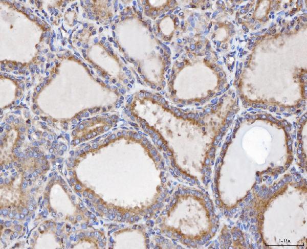 a01932 3 fis1 primary antibodies ihc testing 7