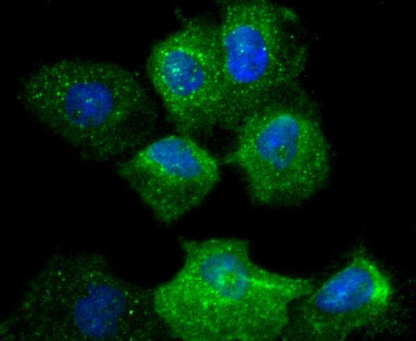 ICC staining ITGA2 in A431 cells (green)