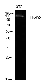a01933 itga2 primary antibodyes wb testing 1