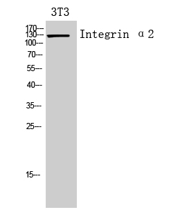 a01933 itga2 primary antibodyes wb testing 2
